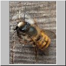 Osmia bicornis - Rote Mauerbiene 14.jpg